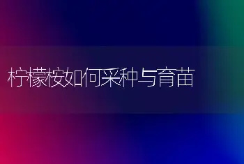 柠檬桉如何采种与育苗