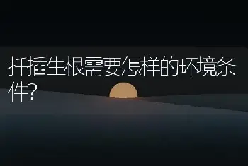 扦插生根需要怎样的环境条件？