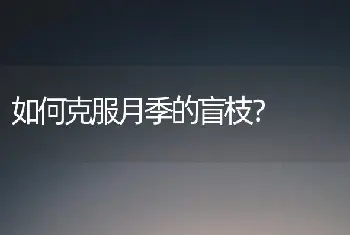 如何克服月季的盲枝？