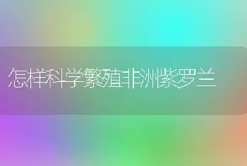 怎样科学繁殖非洲紫罗兰