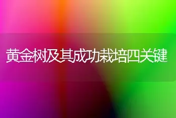 黄金树及其成功栽培四关键