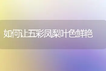 如何让五彩凤梨叶色鲜艳