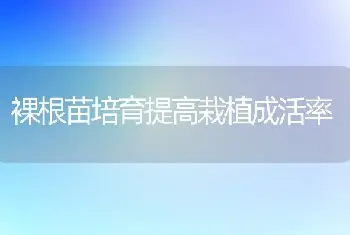 裸根苗培育提高栽植成活率