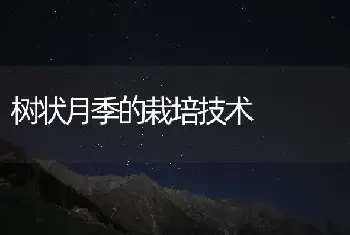 树状月季的栽培技术