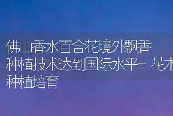 佛山香水百合花境外飘香 种植技术达到国际水平-花木种植培育