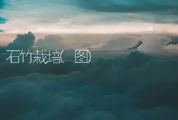 石竹栽培(图)