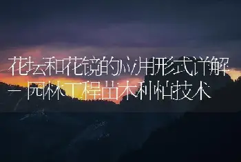 杨树的整形与修枝