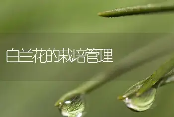 白兰花的栽培管理