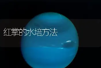 红掌的水培方法