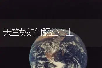 天竺葵如何翻盆换土