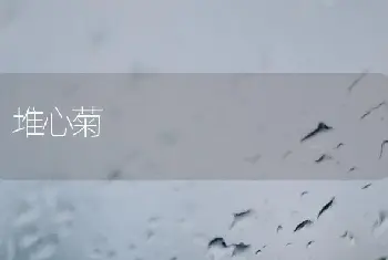 堆心菊