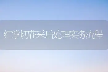 红掌切花采后处理实务流程