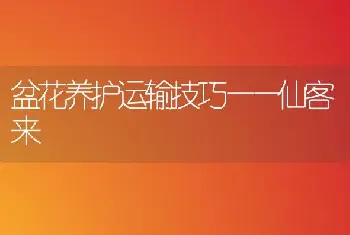 盆花养护运输技巧——仙客来