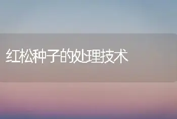 红松种子的处理技术