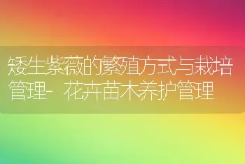 矮生紫薇的繁殖方式与栽培管理-花卉苗木养护管理