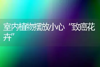 室内植物摆放小心“致癌花卉”