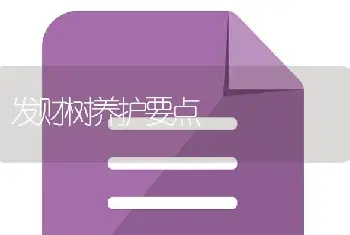 发财树养护要点