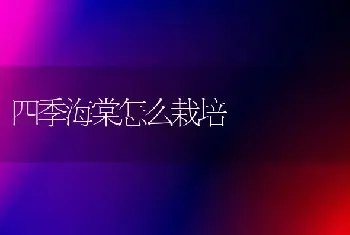 四季海棠怎么栽培