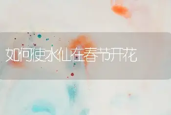 如何使水仙在春节开花