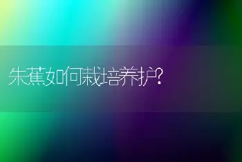 朱蕉如何栽培养护?