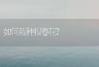 如何栽种报春花?