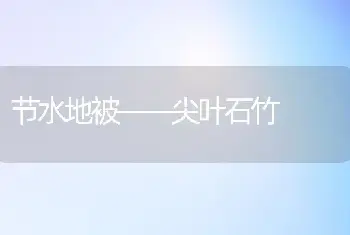 节水地被――尖叶石竹