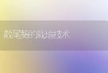 散尾葵的栽培技术