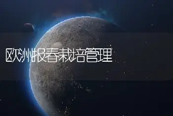 欧洲报春栽培管理