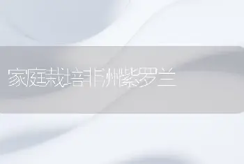 家庭栽培非洲紫罗兰