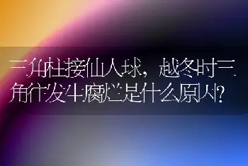 三角柱接仙人球，越冬时三角往发生腐烂是什么原因？