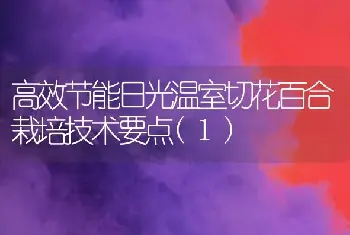 高效节能日光温室切花百合栽培技术要点(1)