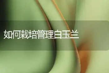 如何栽培管理白玉兰