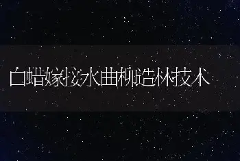 白蜡嫁接水曲柳造林技术