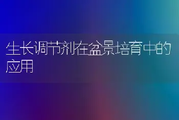 仙客来的养殖方法