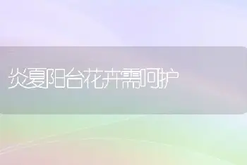 炎夏阳台花卉需呵护