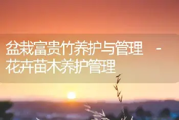 盆栽富贵竹养护与管理 -花卉苗木养护管理