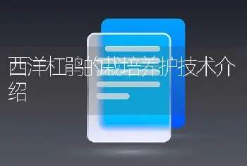 西洋杠鹃的栽培养护技术介绍