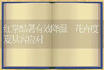 红掌酷暑有效降温 花卉度夏从容应对