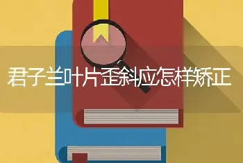 君子兰叶片歪斜应怎样矫正