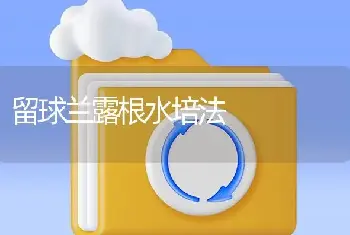 留球兰露根水培法