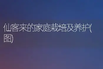 仙客来的家庭栽培及养护(图)