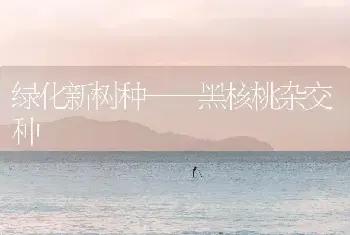 绿化新树种——黑核桃杂交种