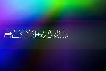 唐菖蒲的栽培要点