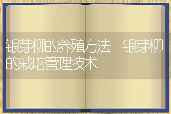 银芽柳的养殖方法 银芽柳的栽培管理技术