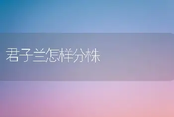 君子兰怎样分株