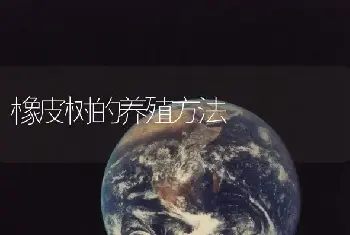 橡皮树的养殖方法