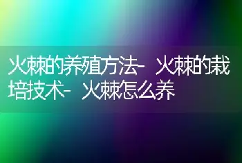 火棘的养殖方法-火棘的栽培技术-火棘怎么养