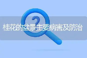 马蹄莲怎样盆栽与养护？