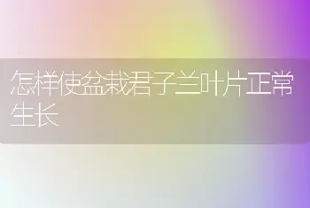 怎样使盆栽君子兰叶片正常生长