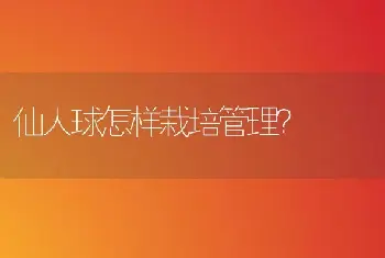 仙人球怎样栽培管理？